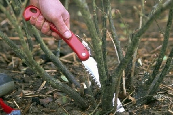 Anti-aging tedavileri, beşinci yıldan başlayarak, siyah kuş üzümü için gereklidir ve kırmızı ve beyaz - sekizinci