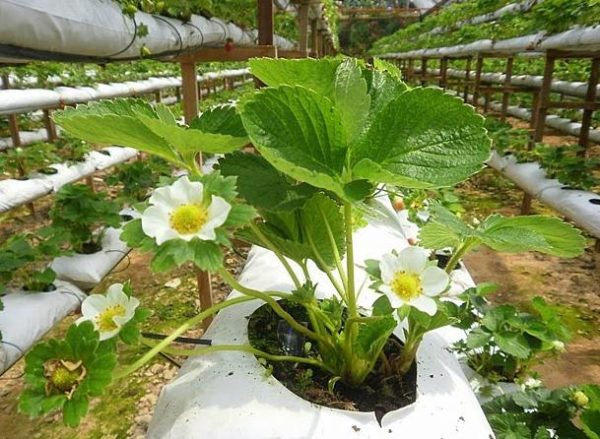 Kimberley à la fraise