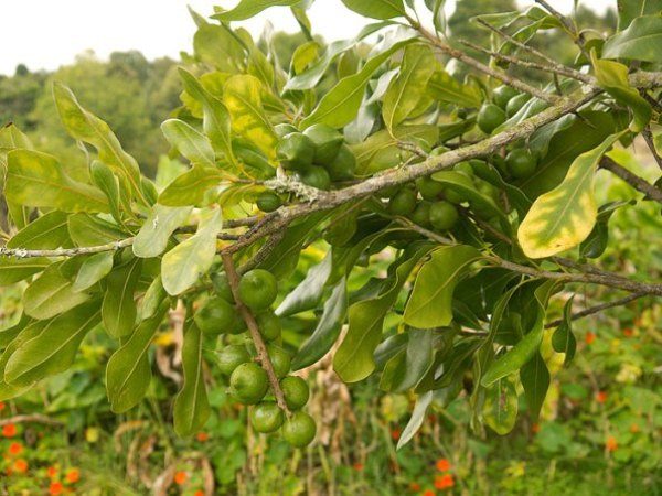 Австралийска макадамия