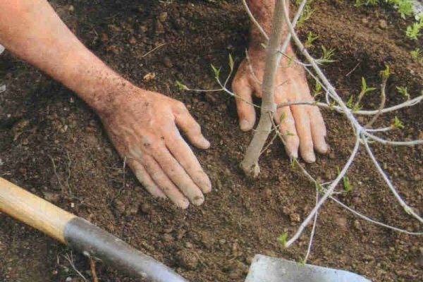 Vogelkirsche Maak verträgt die Transplantation gut und verwurzelt sich schnell an einem neuen Ort.