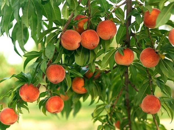 En Europe, ce fruit a été apporté de Perse