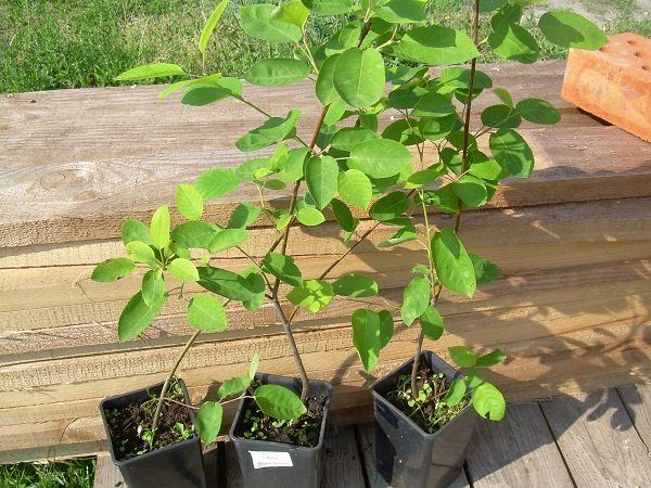 Irga επιθυμητό να φυτέψει φυτά σε ηλικία 1-2 ετών το φθινόπωρο