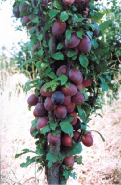 Alycha Kolonovidnaya