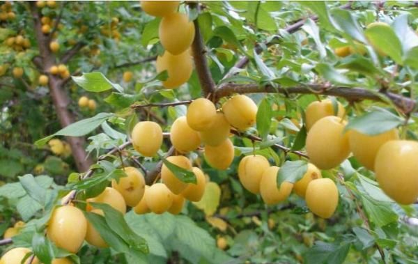 Don Alycha à Saint-Pétersbourg