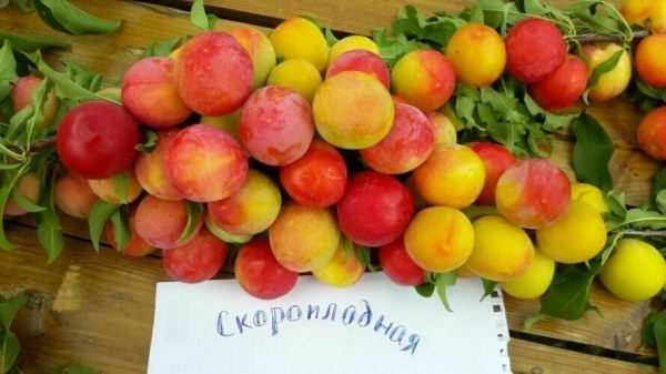 Alycha Skoroplodnaya