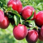 Kuban aux gros fruits de fleurs de cerisier