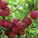 Alycha à gros fruits trouvés