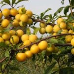 Cerise-prune résistant au gel Don de Saint-Pétersbourg