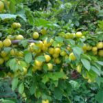 Petite cerise maigre