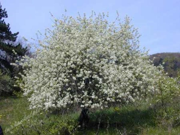 Bird cherry grade Antipka (Magaleba)