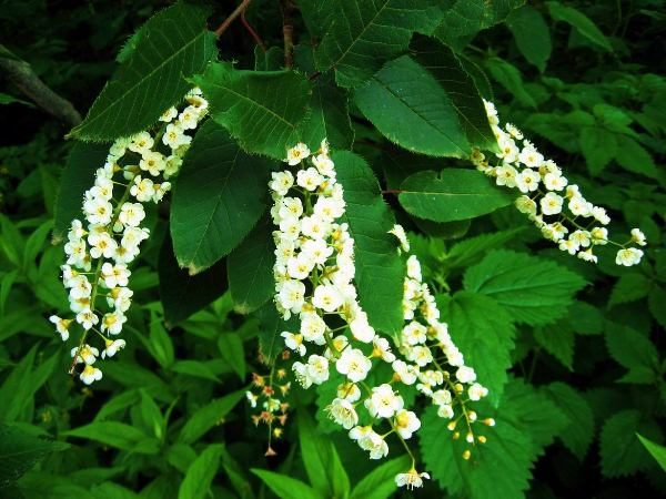 Bird cherry