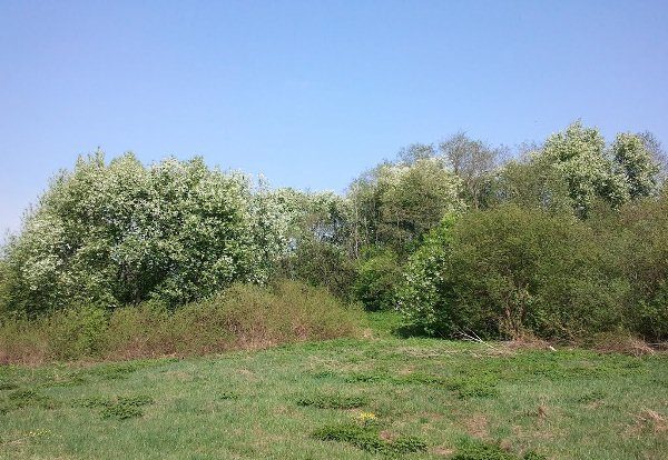 Bird cherry flat-leaved