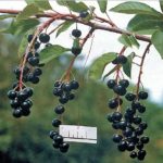 Bird cherry Sakhalin