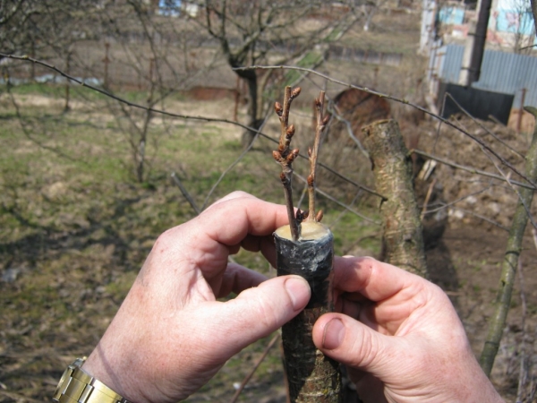Les amandes amères, l’abricot sauvage, la pêche de la Mandchourie, la prune de la cerise sauvage, la prune conviennent comme porte-greffe de la pêche