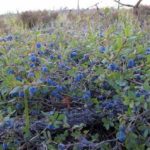 Άγρια βατόμουρα