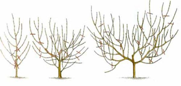 Formation d'une couronne de prune cerise en forme de bol