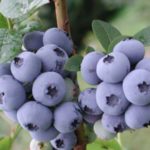 Боровинка Блейкроп