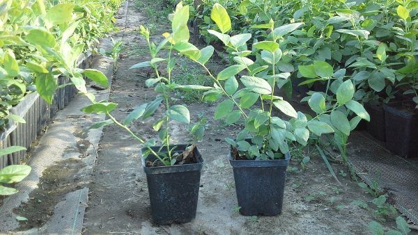Saplings of garden blueberry