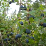 Боровинка блато Shegarskaya