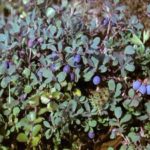 Боровинка блато Юрковская