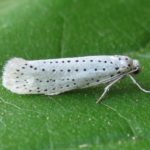 Hermelin Vogelkirsche Maulwurf