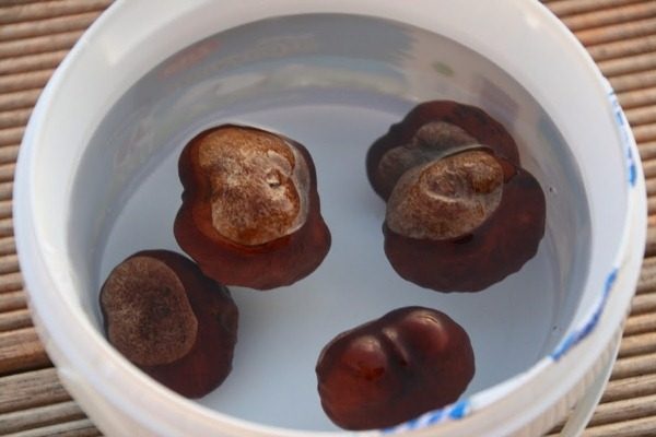 Avant de planter des châtaignes, ils doivent être trempés dans de l'eau.