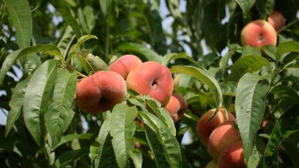 Pêche aux figues UFO-3