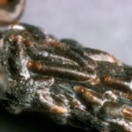 Kalina Buldenezh frappée par un bouclier en forme de virgule