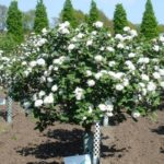 Kalina Eskimo sur le coffre