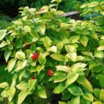 Kalina Gordovina Aurea