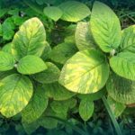 Kalina Gordovina Variegata