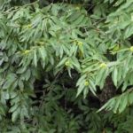 Châtaigne chinois le plus doux