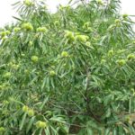 Campagne de semis alezan