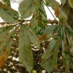 Teigne de la châtaigne