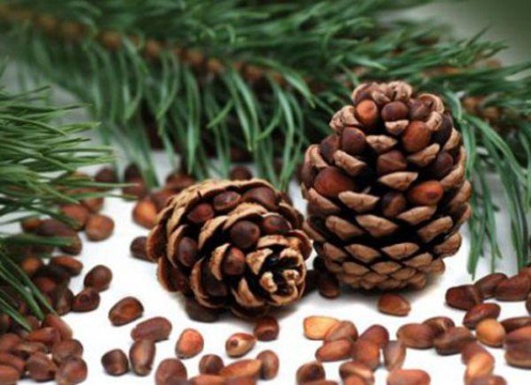 Noix de pin
