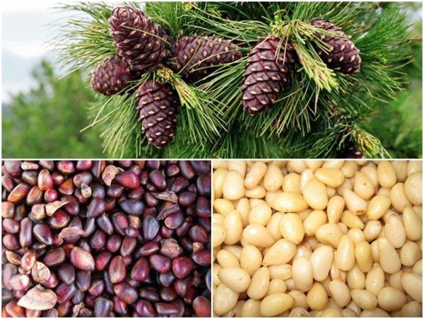 Боровият орех расте в борови шишарки