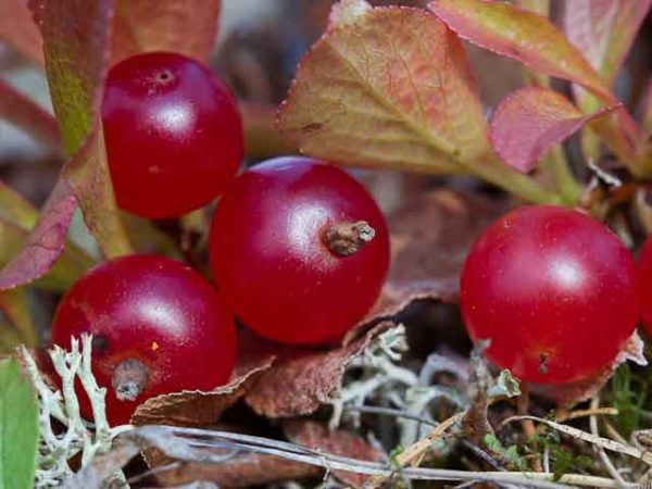 Cranberry Vaccinia krasnoplodny