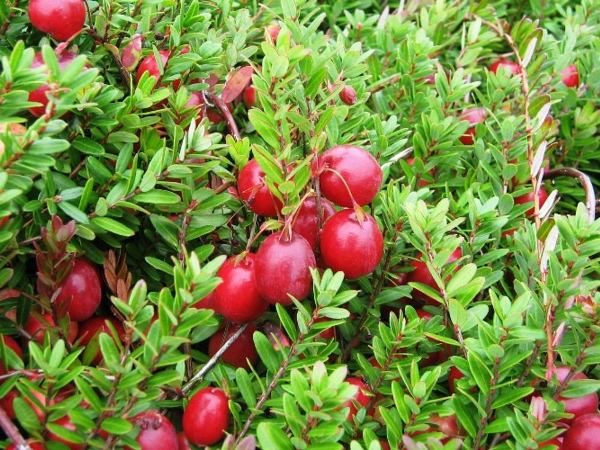 Cranberry μεγάλα φρούτα