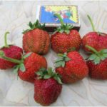 Гръцка ягоди