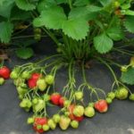 Ягода неизчерпаема