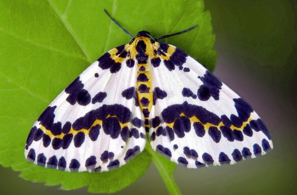 Güveler gübrelerin tedavisi için fitoverm, arsenik asit kalsiyum DDT bush sprey gerekir