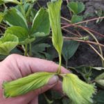 Garden strawberries hit by xanthosis