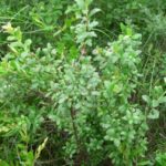 Буш в средата на късчетата боровинка Емил