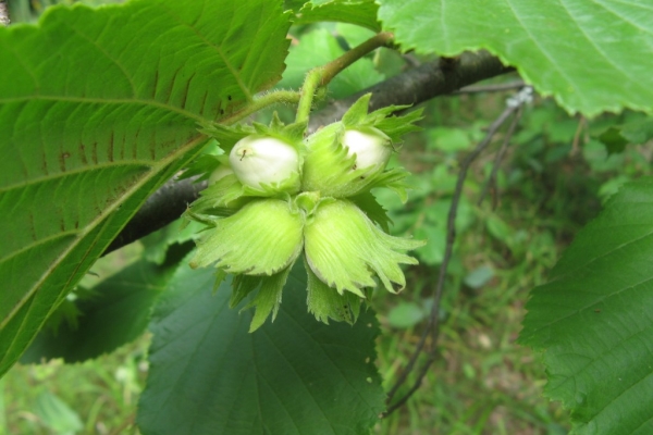 La patrie de l’arbuste est l’Asie Mineure, le Caucase, le Kouban, la Turquie, la Crimée et d’autres régions et pays au climat subtropical ou tempéré.