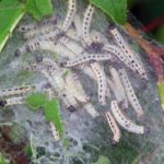 Larven der Vogelkirschmotte