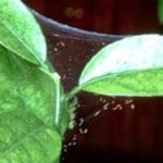 Meyer citron endommagé par le tétranyque