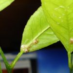 Citron de Meyer endommagé par le bouclier