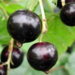 Grade de cassis Vénus résistant au gel