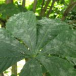 Rosée farineuse sur la châtaigne