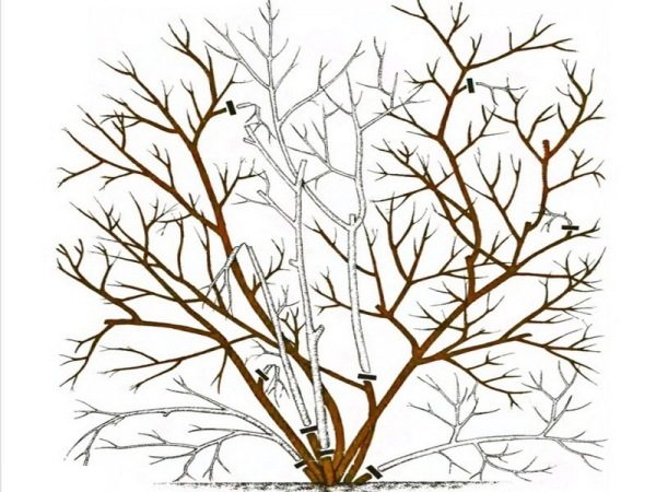 Forming pruning garden blueberries